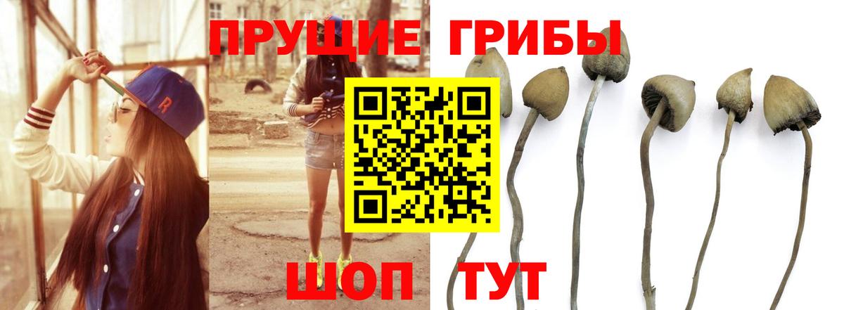 Псилоцибиновые грибы MAGIC MUSHROOMS  Вход с VPN  Коммунар 